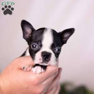 Wilma (Tiny), Boston Terrier Puppy